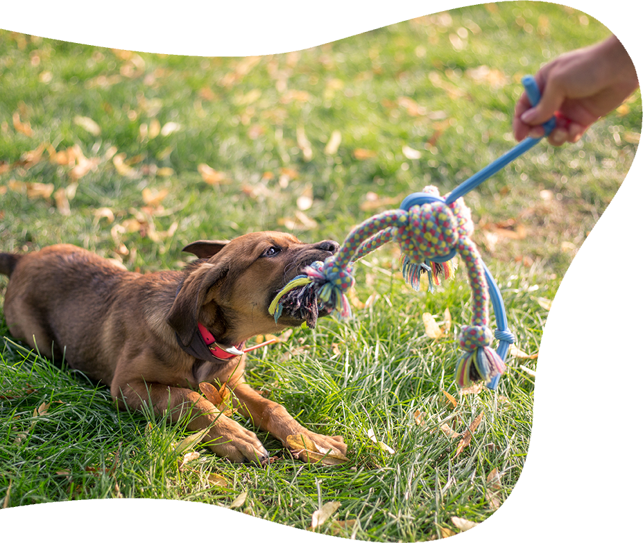Шаосин Beste Pet Supplies Co., Ltd.